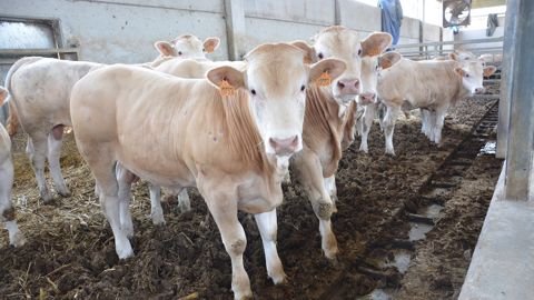 La demande en viande bovine va-t-elle persister ?