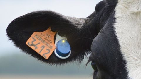 La boucle Flex V2 a une durée de vie prolongée à 5 ans (contre 3 pour les générations antérieures). (©MSD Santé animale)