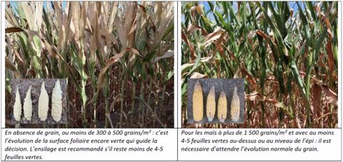 Comparaison des maïs sous la sécheresse