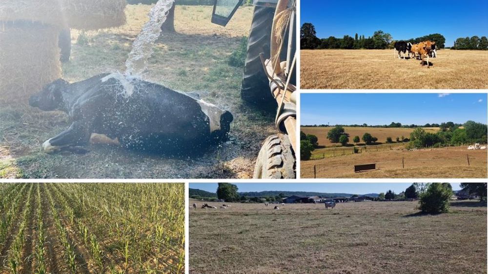 La canicule impacte fortement les éleveurs. (©Comptes Twitter @DrToudou; @EmmanuelSagot ;@jmagri57 ; @AgriSkippy ; @DanMael85 )