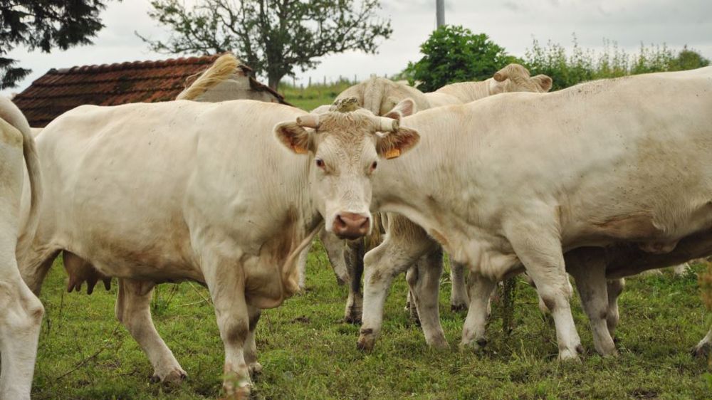 Le cheptel allaitant continue son mouvement de décapitalisation; (©Terre-net Média)