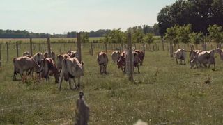 Exemple de dispositif agroforestier au Gaec des 3 Sillons en Haute-Marne. (©Cassiana_Sarrazin) Exemple de dispositif agroforestier au Gaec des 3 Sillons en Haute-Marne. (©Cassiana_Sarrazin)