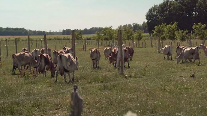 Exemple de dispositif agroforestier au Gaec des 3 Sillons en Haute-Marne. (©Cassiana_Sarrazin) Exemple de dispositif agroforestier au Gaec des 3 Sillons en Haute-Marne. (©Cassiana_Sarrazin)