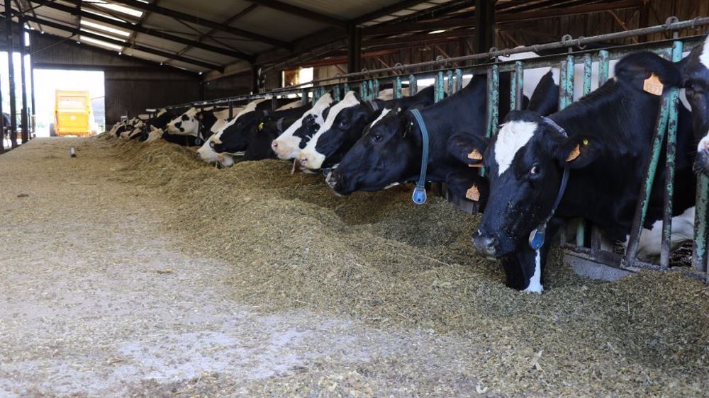 Les vaches consommatrices de la solution Pulp'mix émettraient 8 % de méthane en moins selon l'Inrae. (©Terre-net Média)