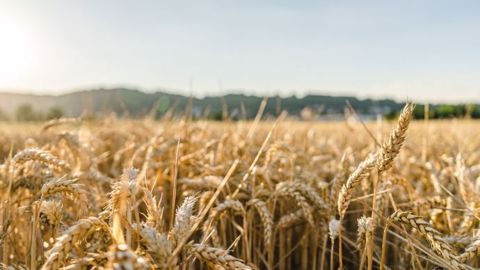 Le marché peine d’ailleurs encore à se positionner face à une potentielle reprise des exportations ukrainiennes de grains. (©Pixabay)