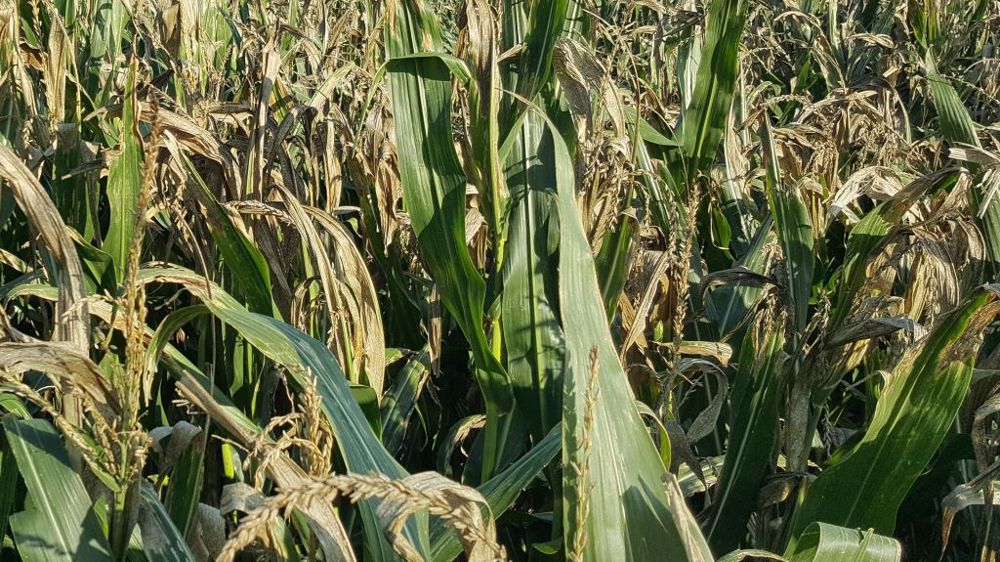 Malgré un taux d'amidon plus faible (voir l'absence de grains), les maïs ayant subi un stress hydrique précoce conservent de bonnes valeurs alimentaires selon les essais d'Arvalis. (©Terre-net Média) Malgré un taux d'amidon plus faible (voir l'absence de grains), les maïs ayant subi un stress hydrique précoce conservent de bonnes valeurs alimentaires selon les essais d'Arvalis. (©Terre-net Média)