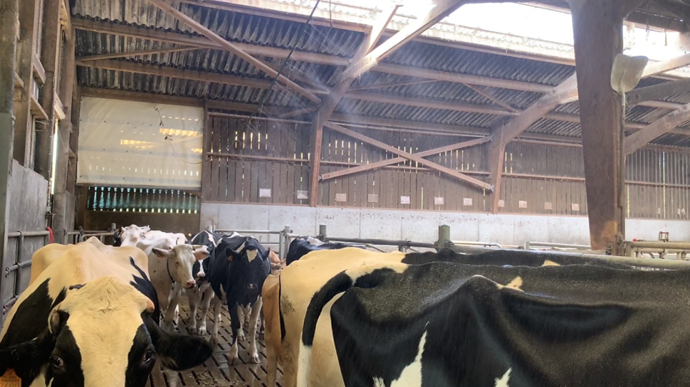 La brumisation permet de rafraichir les vaches, notamment lorsqu'elles sont assez serrées en aire d'attente de la salle de traite. (©Terre-net Média)