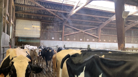 La brumisation permet de rafraichir les vaches, notamment lorsqu'elles sont assez serrées en aire d'attente de la salle de traite. (©Terre-net Média) La brumisation permet de rafraichir les vaches, notamment lorsqu'elles sont assez serrées en aire d'attente de la salle de traite. (©Terre-net Média)