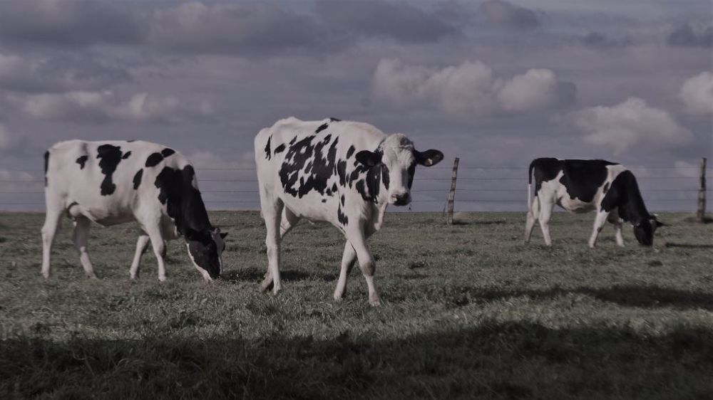 La succession de crises fait craindre au Snia une décapitalisation des cheptels de ruminants. (©Terre-net Média)