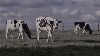 La succession de crises fait craindre au Snia une décapitalisation des cheptels de ruminants. (©Terre-net Média) La succession de crises fait craindre au Snia une décapitalisation des cheptels de ruminants. (©Terre-net Média)