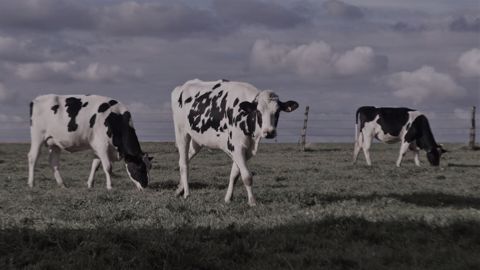 La succession de crises fait craindre au Snia une décapitalisation des cheptels de ruminants. (©Terre-net Média) La succession de crises fait craindre au Snia une décapitalisation des cheptels de ruminants. (©Terre-net Média)