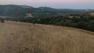 Manque de fourrage et dérobées qui ne poussent pas : les éleveurs en souffrance Manque de fourrage et dérobées qui ne poussent pas : les éleveurs en souffrance