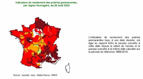 Pousse de l'herbe au 20 août