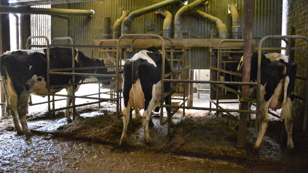 L'objectif du projet Harpagon est d'aller vers une alimentation individuelle de la vache laitière encore plus précise (et efficace). (©Terre-net Média)