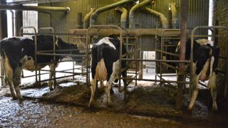 L'objectif du projet Harpagon est d'aller vers une alimentation individuelle de la vache laitière encore plus précise (et efficace). (©Terre-net Média) L'objectif du projet Harpagon est d'aller vers une alimentation individuelle de la vache laitière encore plus précise (et efficace). (©Terre-net Média)