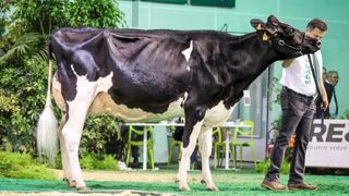 Capj Nivana primée grande championne Prim'holstein Capj Nivana primée grande championne Prim'holstein