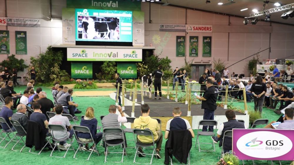 En plus des bovins laitiers, des Blondes d'Aquitaine, races à l'honneur du Space 2022, ont été proposées aux enchères. (©Vente genomic elite)