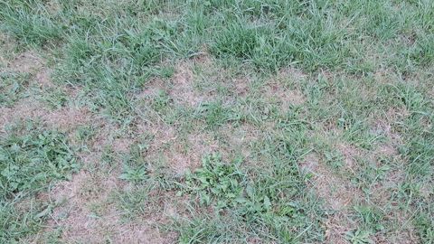 Remettre en état les prairies touchées par la sécheresse Remettre en état les prairies touchées par la sécheresse