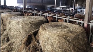 Avec la sécheresse estivale, les stocks hivernaux sont parfois bien entamés (©Elevage Marre) Avec la sécheresse estivale, les stocks hivernaux sont parfois bien entamés (©Elevage Marre)