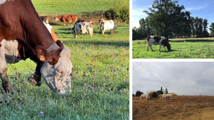 Return to the pasture for the cows after the rain of the last few days