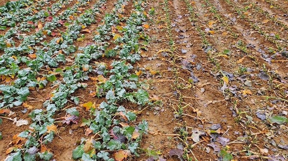 Témoin non broyé et colza broyé le 23 novembre sur le site de Clémery (Meurthe-et-Moselle). Photo du 15 décembre 2021. (©Aurore Baillet, Terres Inovia)
