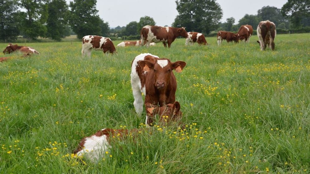 La décapitalisation des cheptels allaitants, à l'oeuvre depuis 2016, s'accélère suite à la sécheresse de l'été, souligne l'Idele. (©Terre-net Média)