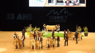 Linotte et Philotheos, champions de la race Parthenaise Linotte et Philotheos, champions de la race Parthenaise