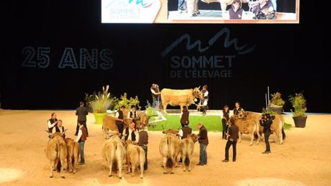Linotte et Philotheos, champions de la race Parthenaise
