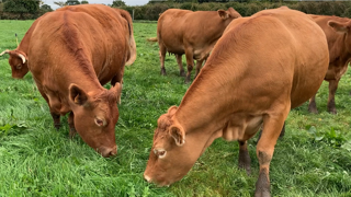 Après 15 ans en agriculture biologique, les sols de la Ferme expérimentale de Bordes avaient de faibles teneurs en phosphore et potasse. (© Terre-net Média) Après 15 ans en agriculture biologique, les sols de la Ferme expérimentale de Bordes avaient de faibles teneurs en phosphore et potasse. (© Terre-net Média)
