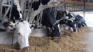 Simplifier la ration pour gagner du temps sans pénaliser la production Simplifier la ration pour gagner du temps sans pénaliser la production