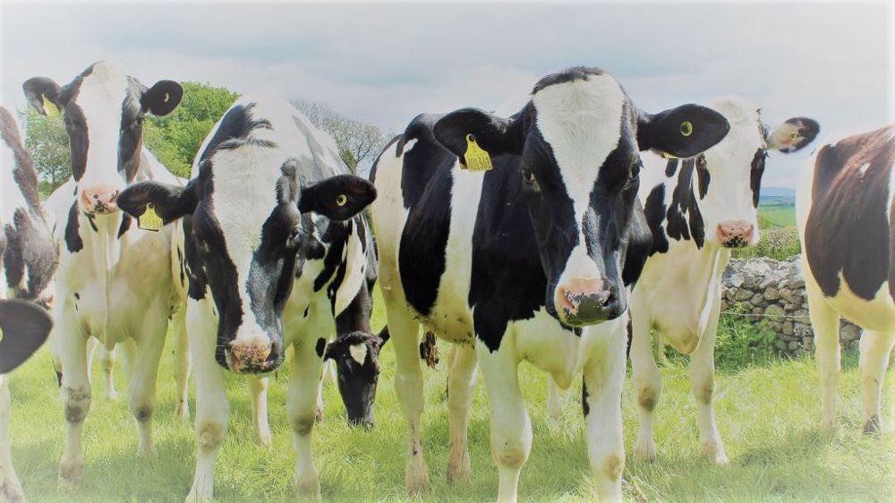 L'EMB demande le plafonnement des prix de l'énergie et des subventions énergétiques pour les exploitations laitières. (©Pixabay)