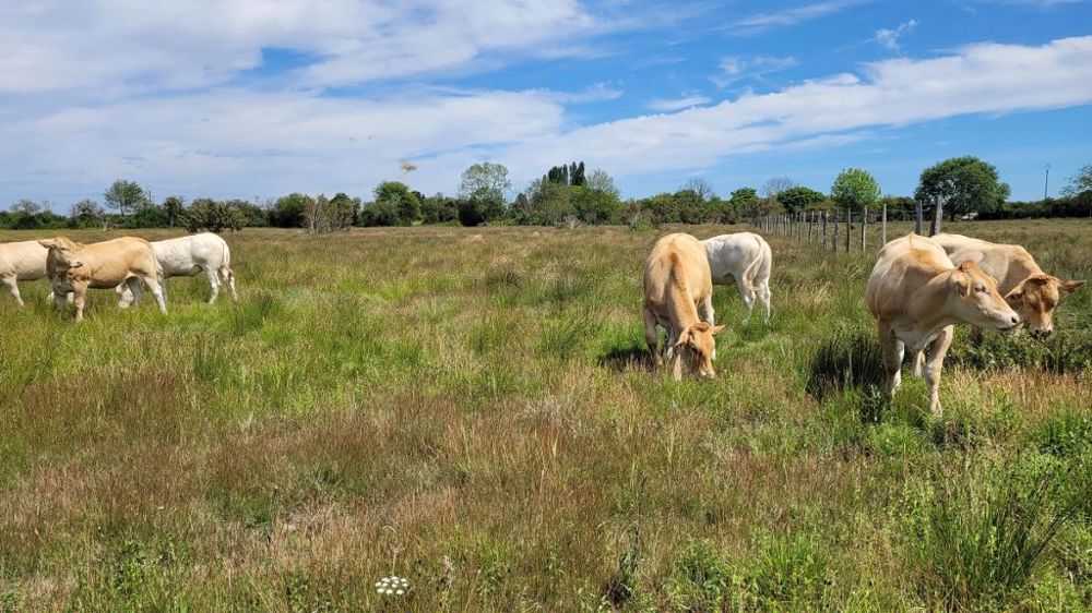 Des génisses peuvent pâturer en bord de Loire, aussi bien en races allaitantes que laitières. Mais les bovins nécessitent des clôtures fixes et des sols plus portants que pour les ovins. (©DR)