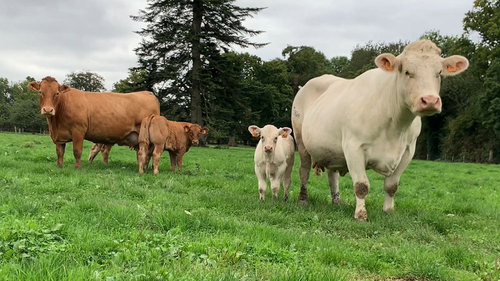 Parmi les principales races allaitantes, la Limousine est celle qui a la plus grande facilité de vêlage. (© Terre-net media)