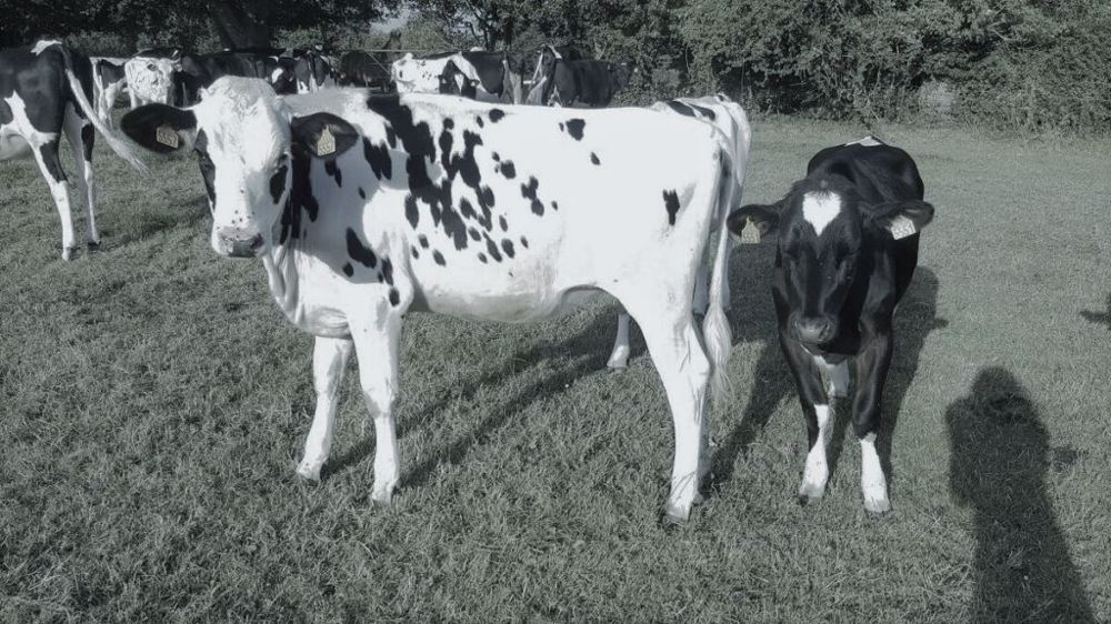 Si la situation financière s'est globalement améliorée pour les élevages laitiers fin 2021, un tiers des exploitations connaissent des difficultés. (©Terre-net Média)