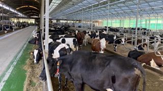 La ferme Pazos en Espagne c'est 500 vaches laitières, 8 robots de traite et 3 robots d'alimentation. (©Lely) La ferme Pazos en Espagne c'est 500 vaches laitières, 8 robots de traite et 3 robots d'alimentation. (©Lely)