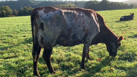 Croiser Holsteins, Normandes et Jersiaises pour mieux valoriser le lait bio Croiser Holsteins, Normandes et Jersiaises pour mieux valoriser le lait bio