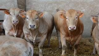Introduire du blé dans la ration d'engraissement en complément du maïs permet de diminuer les apports en tourteau. (© Terre-net media) Introduire du blé dans la ration d'engraissement en complément du maïs permet de diminuer les apports en tourteau. (© Terre-net media)