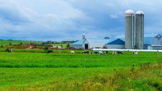 Au Québec, le pâturage est réservé aux vaches laitières en bio Au Québec, le pâturage est réservé aux vaches laitières en bio