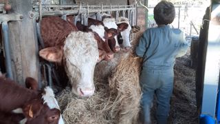 « Les enfants adorent traire, ramener les vaches au champ. Ils découvrent l’élevage et aiment ça », racontent les éleveurs. (©Ferme la p'tite clé des champs) « Les enfants adorent traire, ramener les vaches au champ. Ils découvrent l’élevage et aiment ça », racontent les éleveurs. (©Ferme la p'tite clé des champs)
