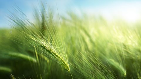 ORFÈVRE, une réponse moderne pour réguler vos céréales aujourd'hui et demain ORFÈVRE, une réponse moderne pour réguler vos céréales aujourd'hui et demain