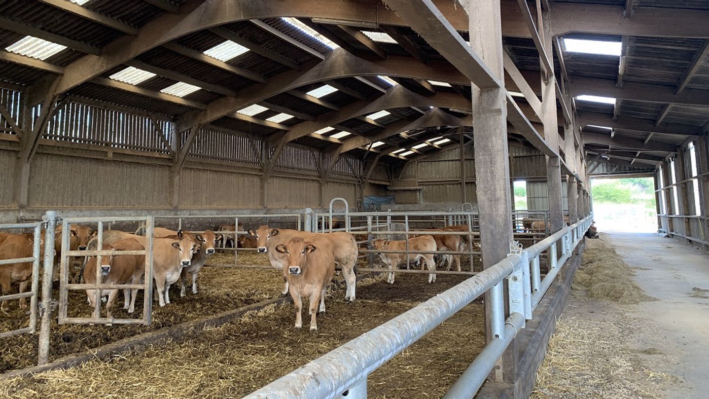 Reportage M Crouin Leveur Normand De Vaches Allaitantes Parthenaises