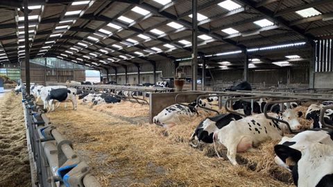 Stabulation vaches laitières