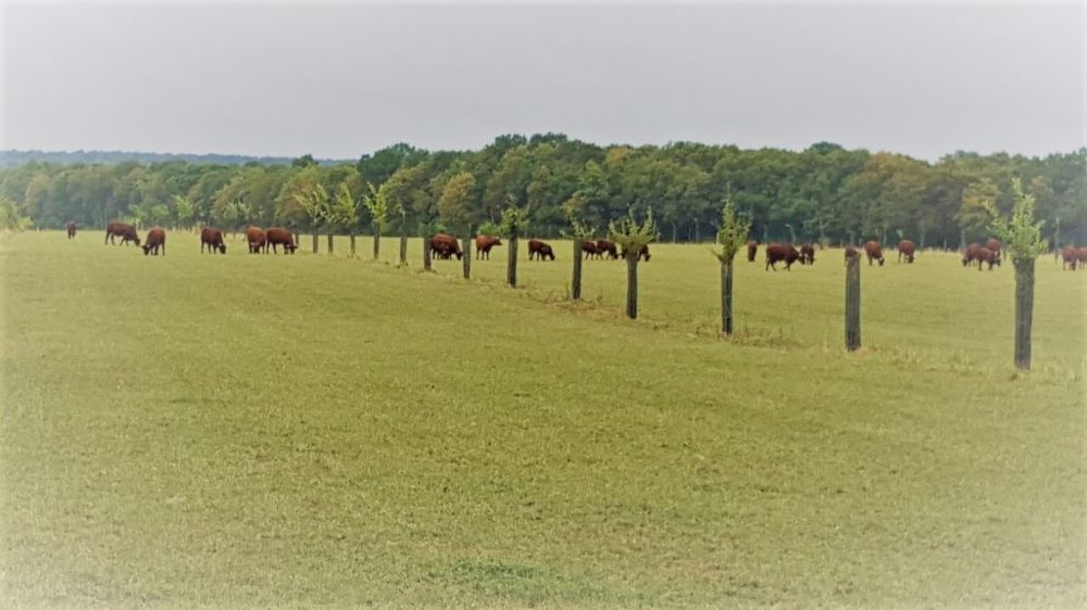 Pour France Assureurs, l'assurance indicielle présente de nombreux avantages pour les agriculteurs. (©Terre-net Média)