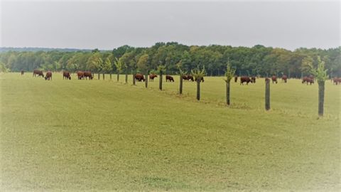 Pour France Assureurs, l'assurance indicielle présente de nombreux avantages pour les agriculteurs. (©Terre-net Média) Pour France Assureurs, l'assurance indicielle présente de nombreux avantages pour les agriculteurs. (©Terre-net Média)