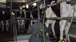  Un pré-moussage et essuyage papier revient à 1 300 €/an pour 100 vaches. Avec des lavettes, on est à 350 € plus le coût du lavage. (©Terre-net Média)