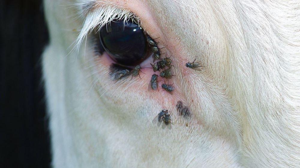 Des solutions de biocontrôle existent pour lutter contre les mouches en élevage. Elles sont à mettre en place très tôt dans la saison (en fin d'hiver). (©Pixabay)