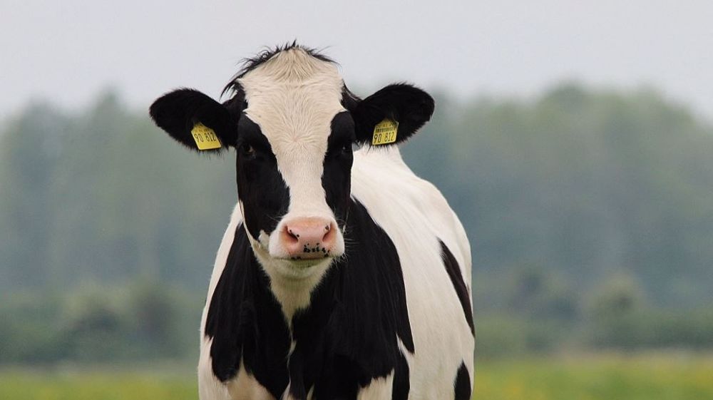 Entre 2022 et 2032, le nombre de vaches laitières en UE-27 devrait baisser de 10 % (©Pixabay) Entre 2022 et 2032, le nombre de vaches laitières en UE-27 devrait baisser de 10 % (©Pixabay)
