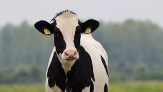 Entre 2022 et 2032, le nombre de vaches laitières en UE-27 devrait baisser de 10 % (©Pixabay) Entre 2022 et 2032, le nombre de vaches laitières en UE-27 devrait baisser de 10 % (©Pixabay)