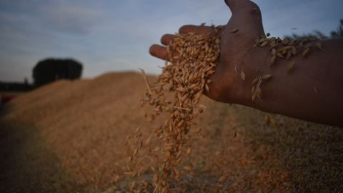 Les cours des céréales auront été marqués par une grande volatilité en 2022. Il est probable qu'il en soit de même pour 2023. (©Antoine Peucelle)