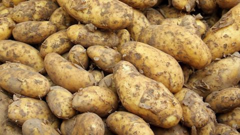 Après une année catastrophique, l'UNPT demande un soutien accru à la production de pommes de terre. (©Pixabay)